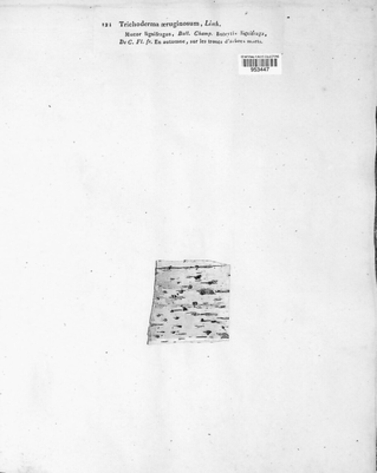 Trichoderma aeruginosum image